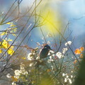 eisvogel